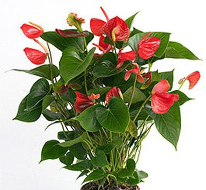 Anthurium Anthurium