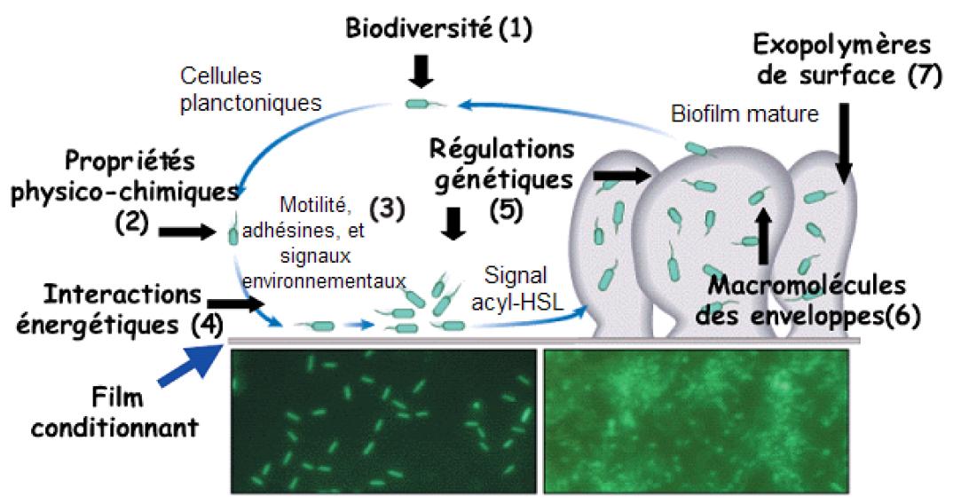 Paramètres impliqués dans la bioadhésion bactérienne, la maturation et la structure des biofilms bactériens