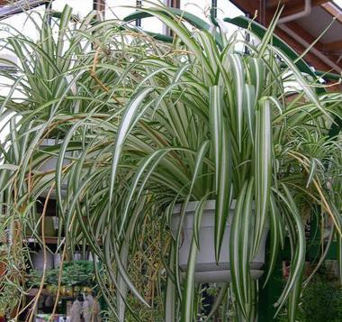 Chlorophytum Chlorophytum