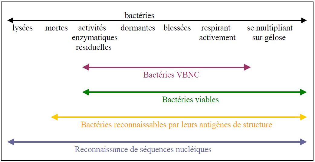 Classification physiologique schématique des bactéries Classification physiologique schématique des bactéries