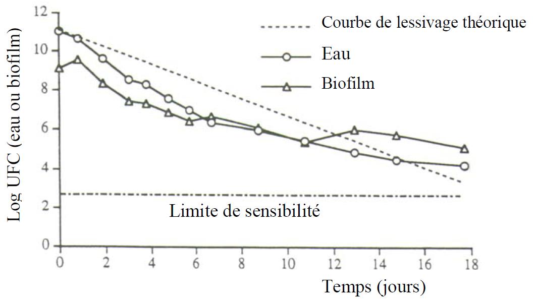 Comportement d'Escherichia coli introduit expérimentalement dans un réseau de distribution d'eau Comportement d'Escherichia coli introduit expérimentalement dans un réseau de distribution d'eau