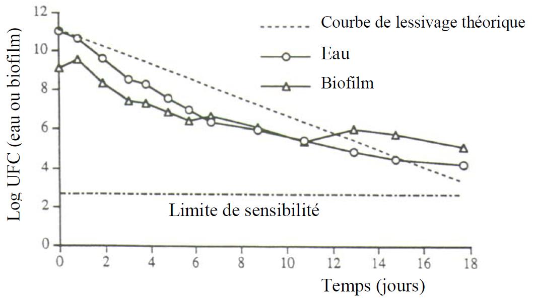 Comportement d'Escherichia coli introduit expérimentalement dans un réseau de distribution d'eau