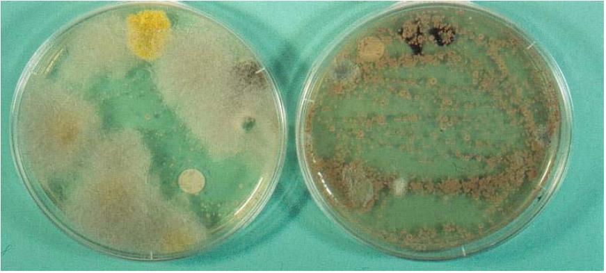 Cultures d’un même substrat sur DG18 à 30° (à gauche) et Malt agar NaCl à 20°C (à droite)