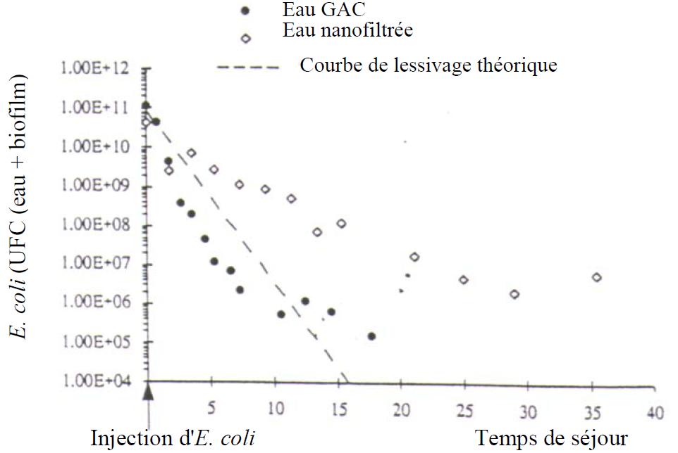 Densité d'E. coli dans des réseaux alimentés par une eau filtrée sur CAG et une eau nanofiltrée