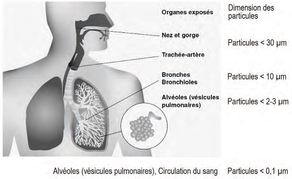 Dépôt des particules inhalées dans les voies respiratoires de l’être humain Dépôt des particules inhalées dans les voies respiratoires de l’être humain