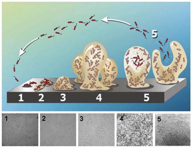 Cinq stades du développement d’un biofilm de Pseudomonas aeruginosa