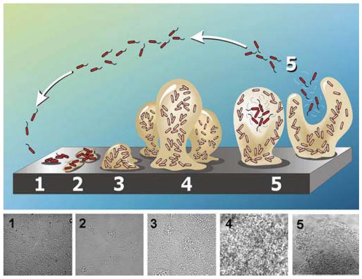 Cinq stades du développement d’un biofilm de Pseudomonas aeruginosa Cinq stades du développement d’un biofilm de Pseudomonas aeruginosa