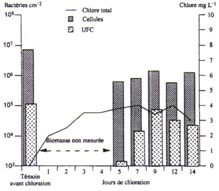 Evolution de la densité bactérienne totale et des bactéries cultivables fixées, dans un réseau expérimental de distribution alimenté avec une eau CAG chlorée en continu pendant 14 jours