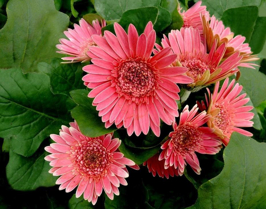 Gerbera