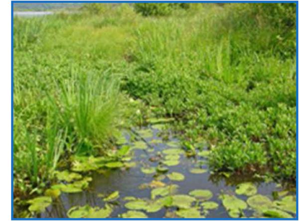 Macrophytes en plan d'eau