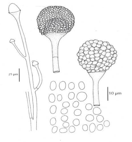 Absidia corymbifera Absidia corymbifera