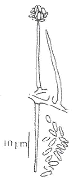 Acremonium strictum Acremonium strictum