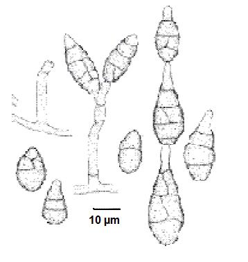 Alternaria alternata Alternaria alternata