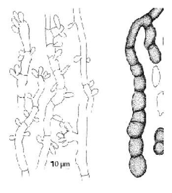 Aureobasidium pullulans Aureobasidium pullulans