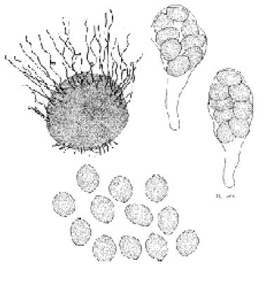 Chaetomium globosum Chaetomium globosum