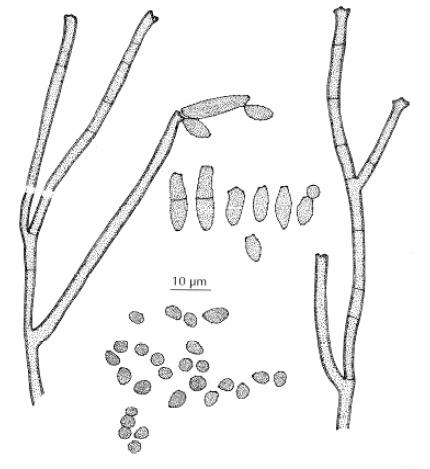 Cladosporium cladosporioides Cladosporium cladosporioides