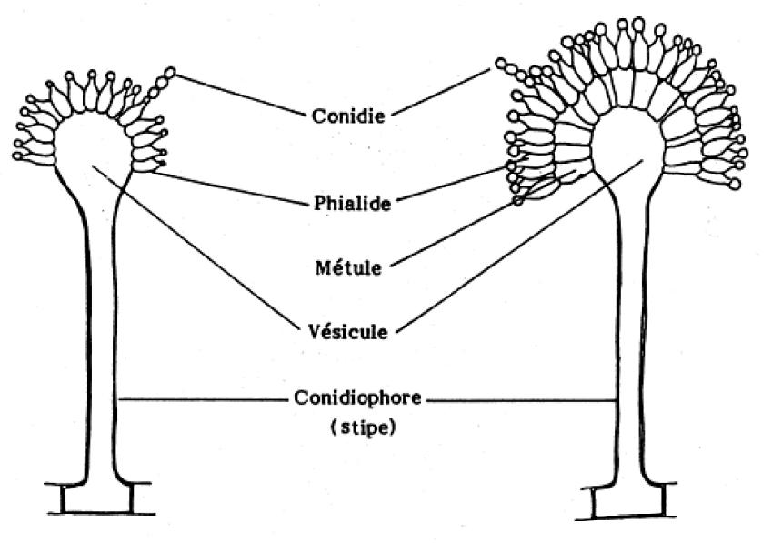 Genre Aspergillus Genre Aspergillus