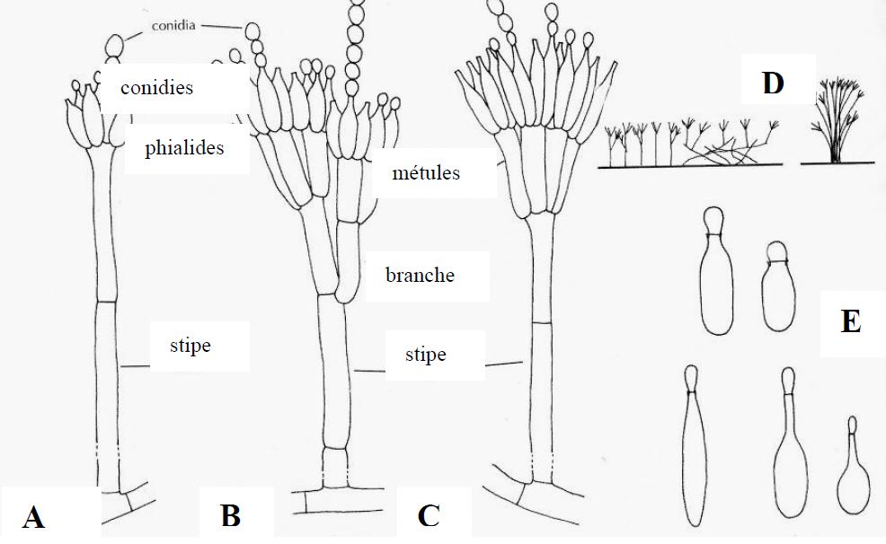 Genre Penicillium Genre Penicillium