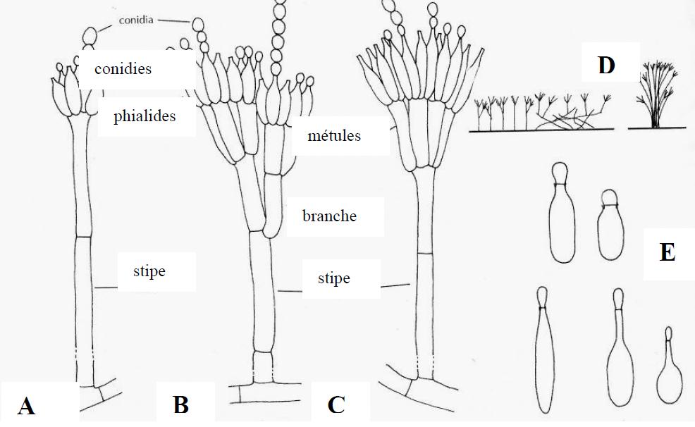 Genre Penicillium