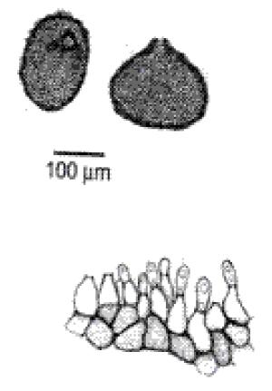Phoma glomerata Phoma glomerata