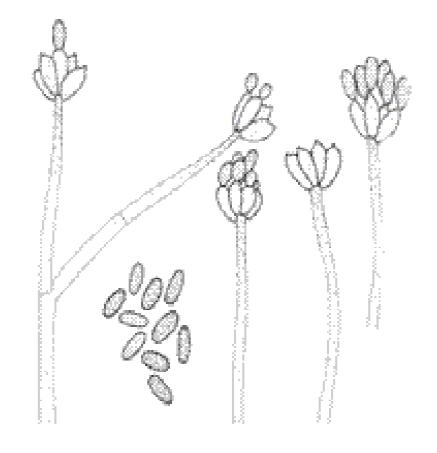 Stachybotrys chartarum