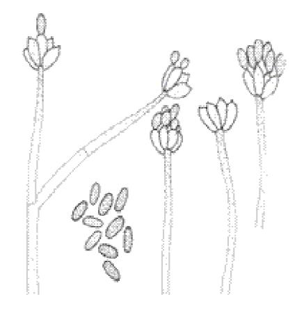 Stachybotrys chartarum Stachybotrys chartarum