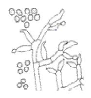 Trichoderma harzianum Trichoderma harzianum