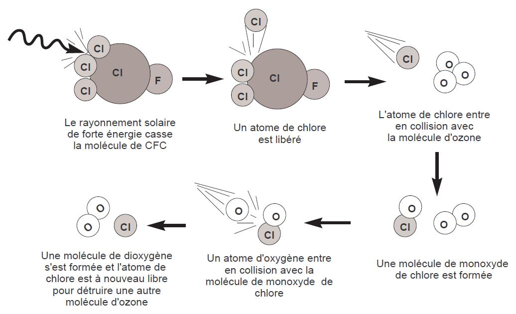 La molécule de chlore est un catalyseur d’une réaction de dégradation de l’ozone La molécule de chlore est un catalyseur d’une réaction de dégradation de l’ozone