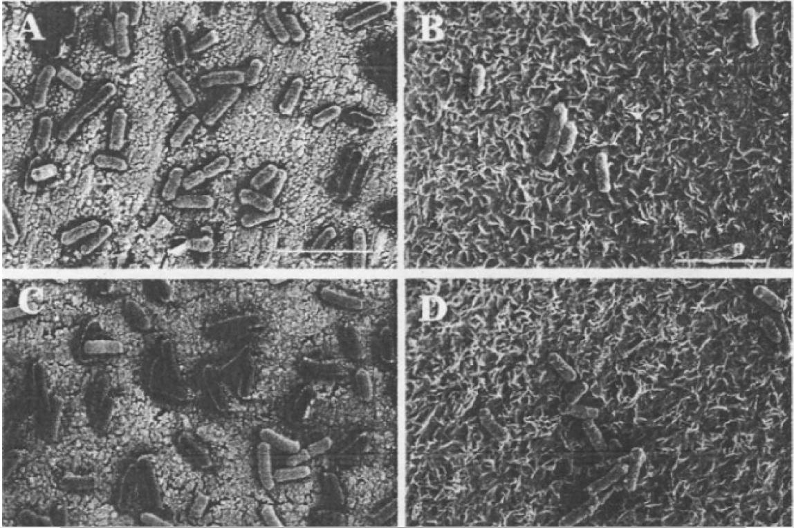 Observation au microscope électronique à balayage des cellules d’Escherichia coli fixées sur le cuivre (A, C) et le plastique (B et D) après 24 h de temps de contact à 4°C (A et B) et 20°C (C et D) Observation au microscope électronique à balayage des cellules d’Escherichia coli fixées sur le cuivre (A, C) et le plastique (B et D) après 24 h de temps de contact à 4°C (A et B) et 20°C (C et D)