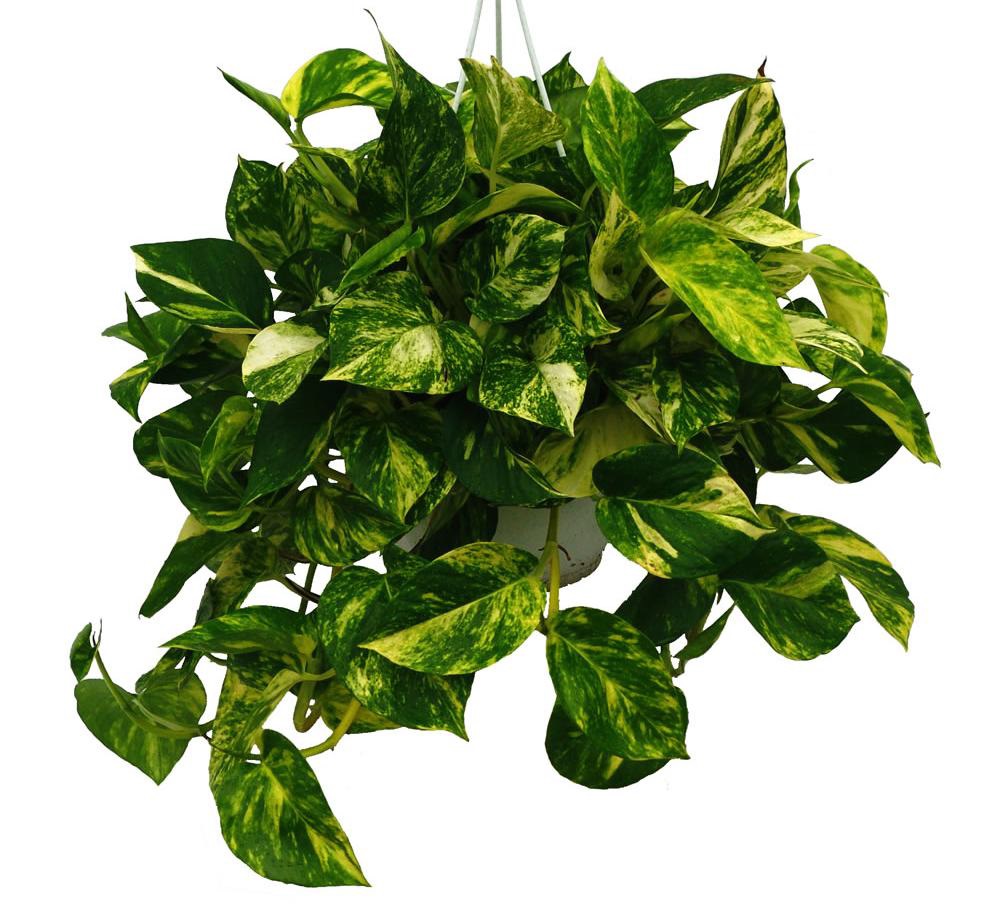 Pothos