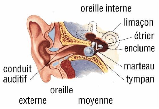 Principe de fonctionnement de l'oreille