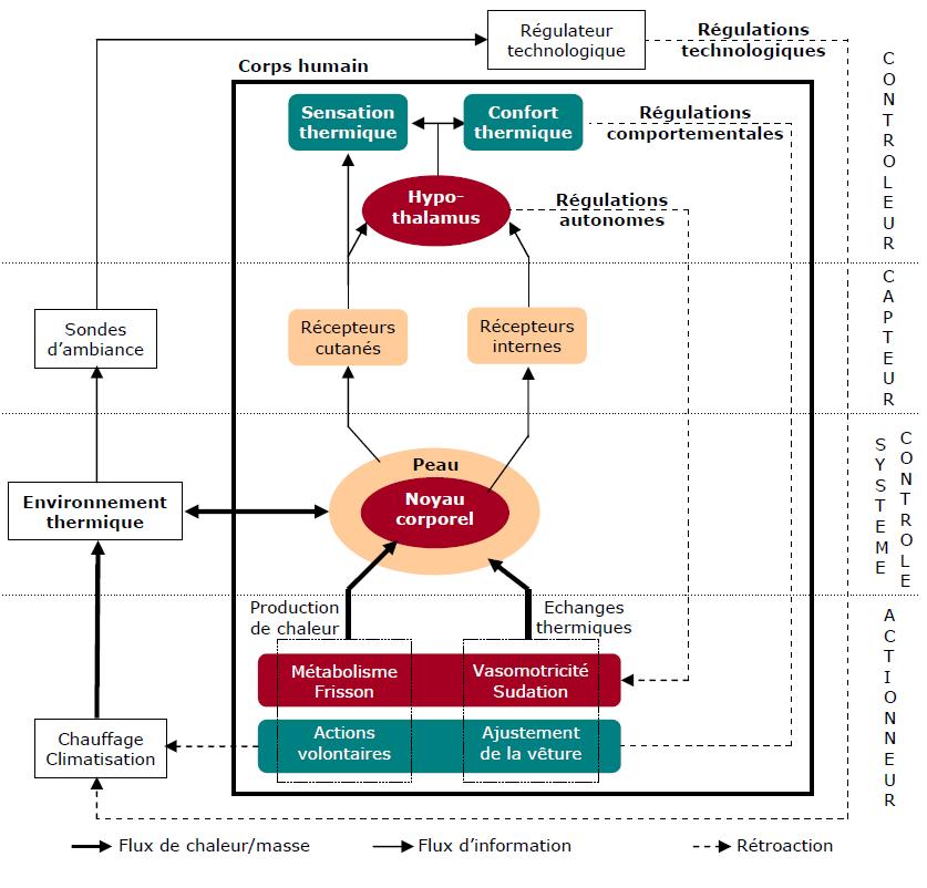 Principe de la thermorégulation végétative, comportementale et technologique