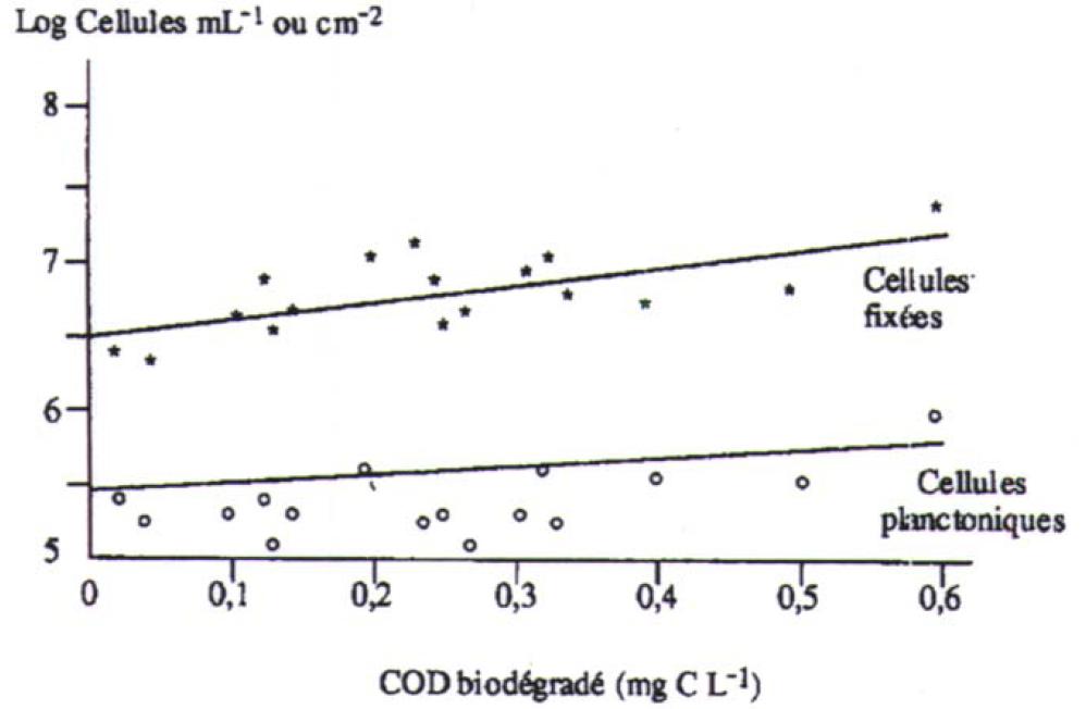 Relation entre la teneur en CODB (mg C.L-1) et les cellules bactériennes fixées (log cellules.cm-2) ou planctoniques (log cellules.mL-1)