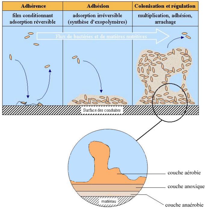 Représentation schématique de la formation et de la structure d’un biofilm au sein d’un réseau de distribution d’eau potabler