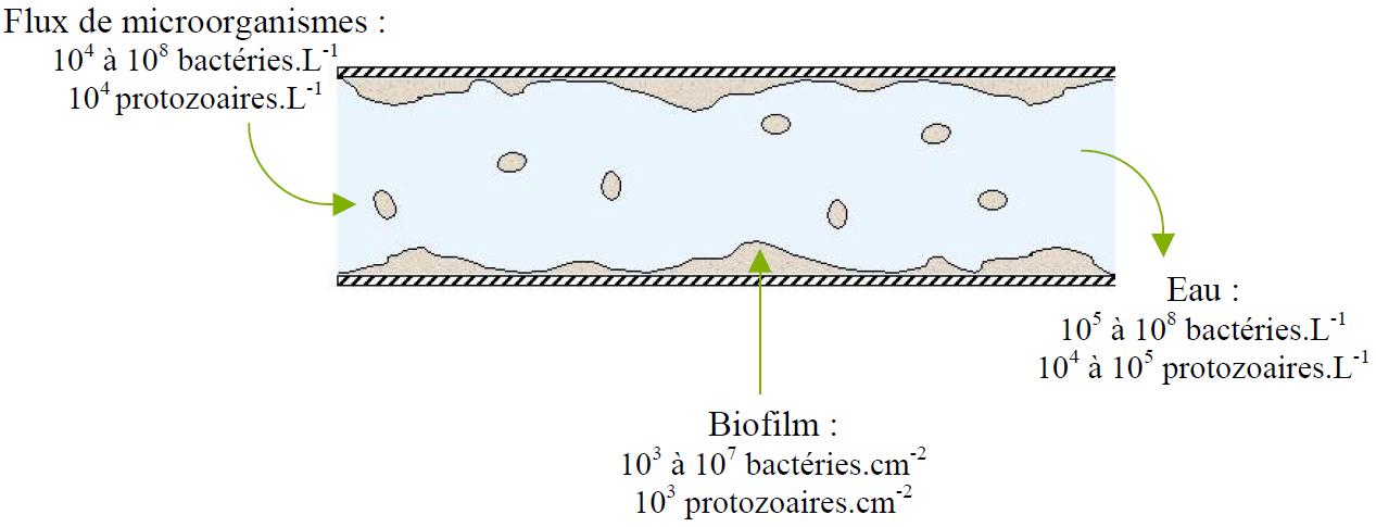 Le réseau de distribution d’eau potable en tant que réacteur biologique biphasique Le réseau de distribution d’eau potable en tant que réacteur biologique biphasique