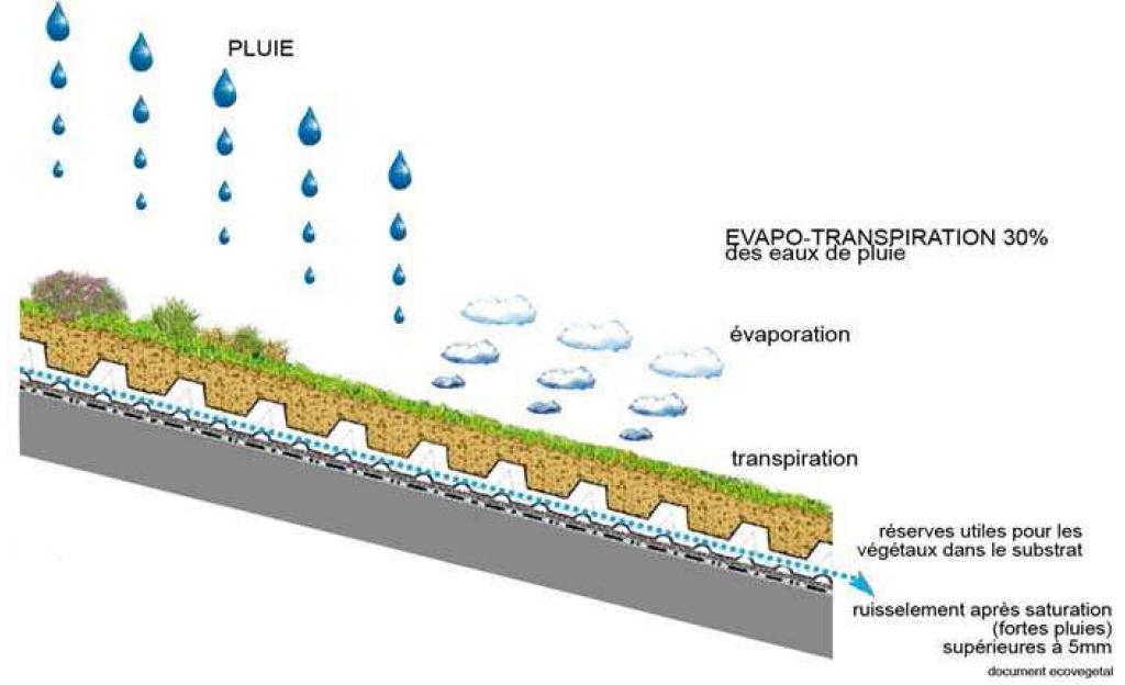 Rôle de rétention des eaux des toitures végétalisées Rôle de rétention des eaux des toitures végétalisées