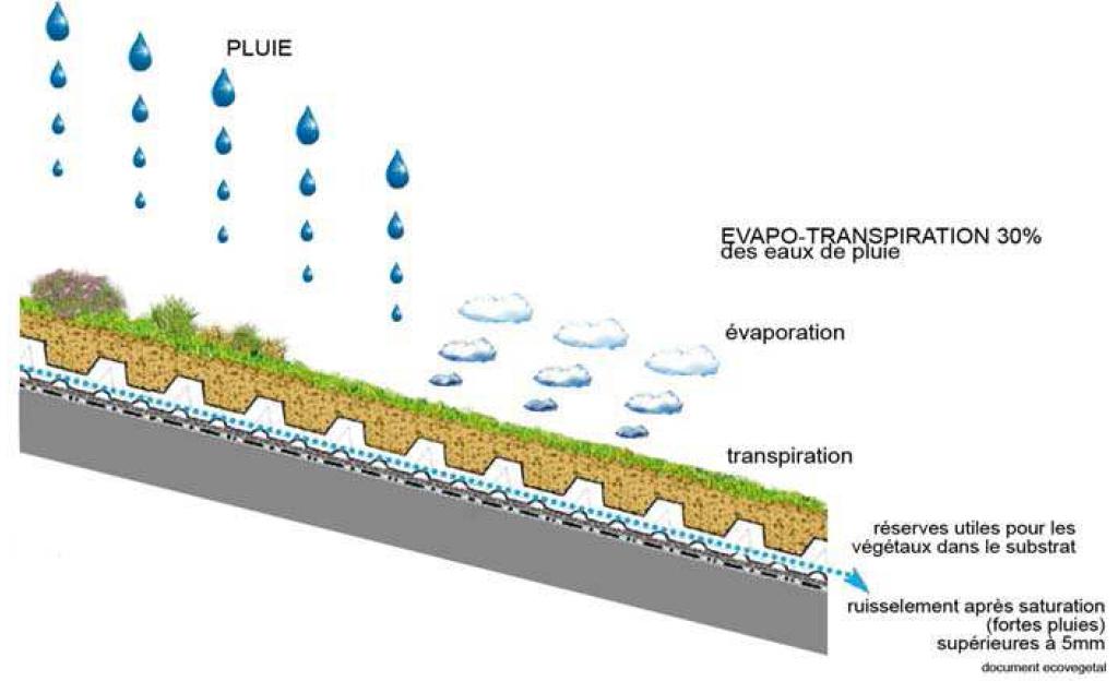 Rôle de rétention des eaux des toitures végétalisées