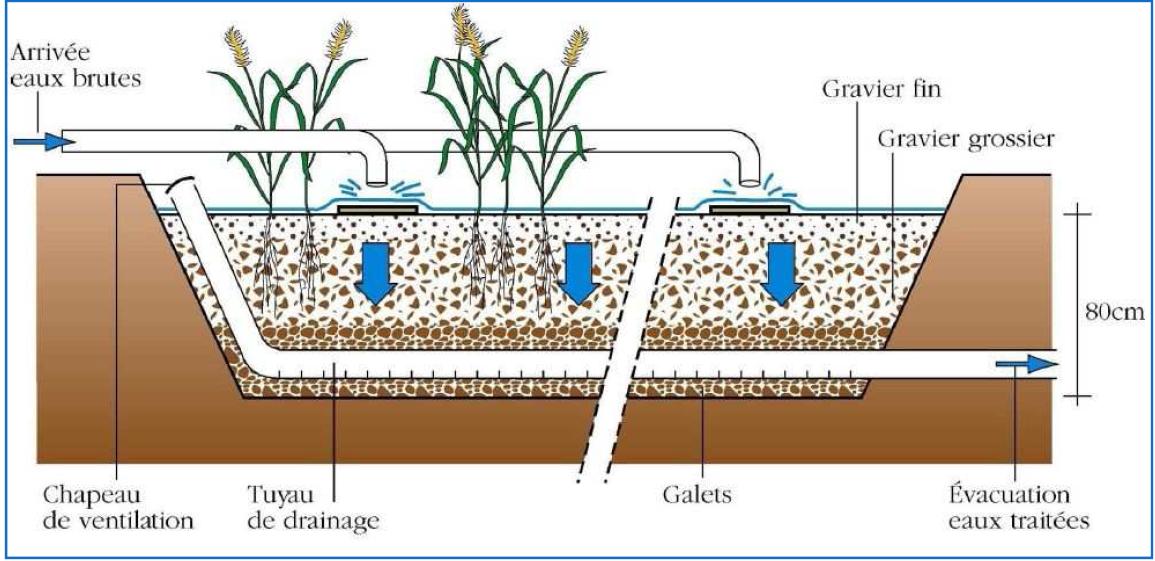 Schéma d'un filtre planté à écoulement vertical