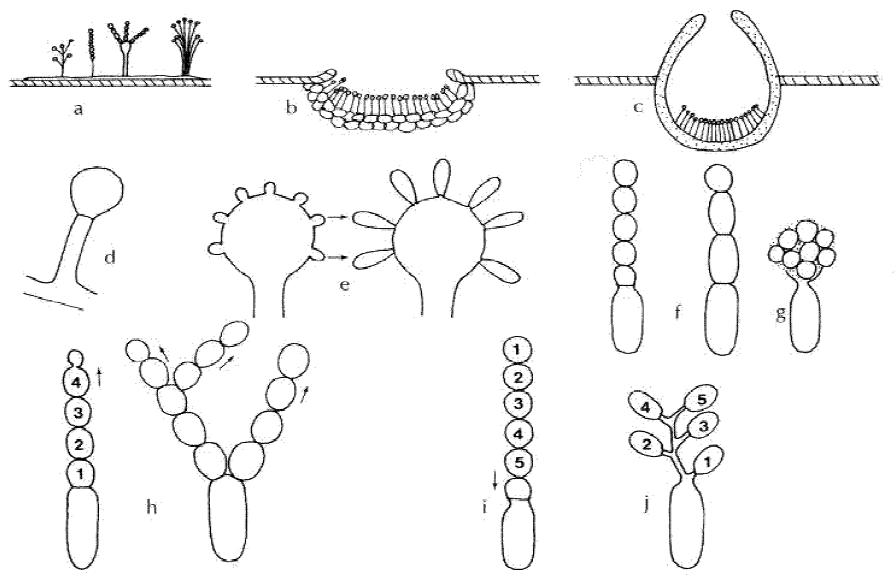 Représentation schématique des principaux modes de groupement des cellules conidiogènes Représentation schématique des principaux modes de groupement des cellules conidiogènes