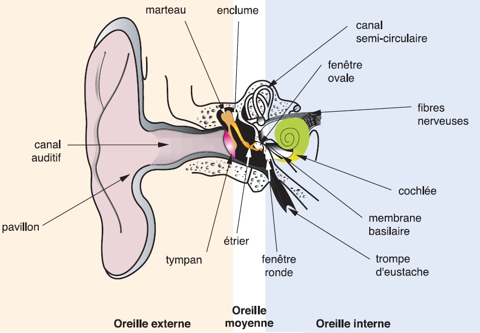Schéma de l’oreille humaine