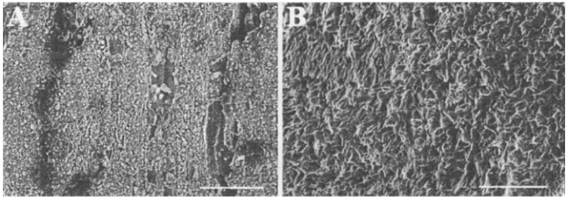 Aperçu de la structure de surfaces non contaminées (A) cuivre et (B) polyéthylène