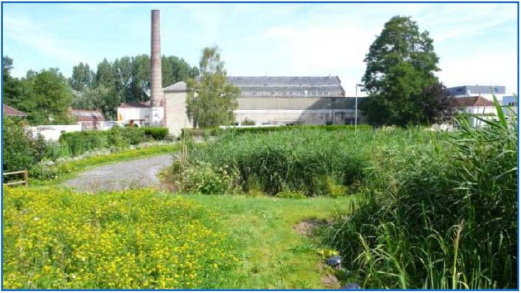 Jardins filtrants phytorestore