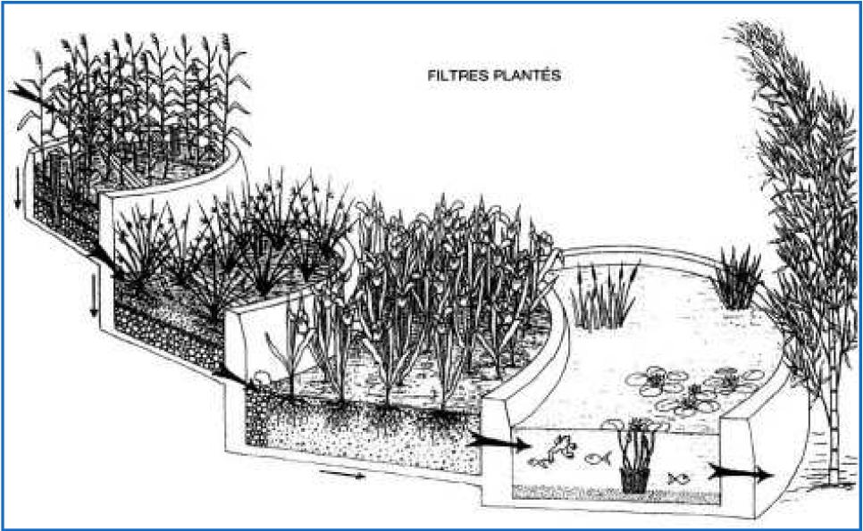 Principe des lits plantés de macrophytes